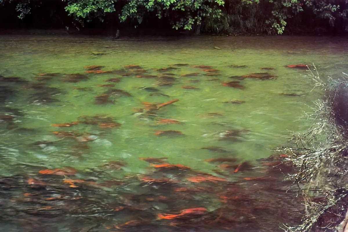 A green river full of red Pacific salmon. 