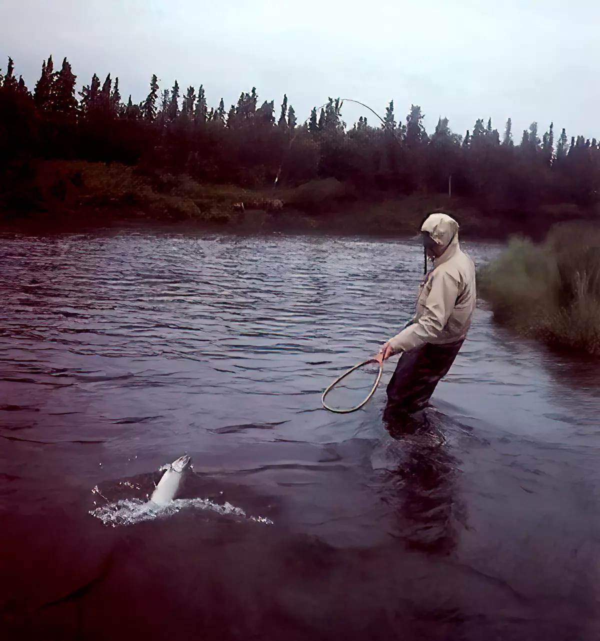 A fly angler fighting a fish, wading knee deep. He is extending his arm toward the fish, holding a landing net. 