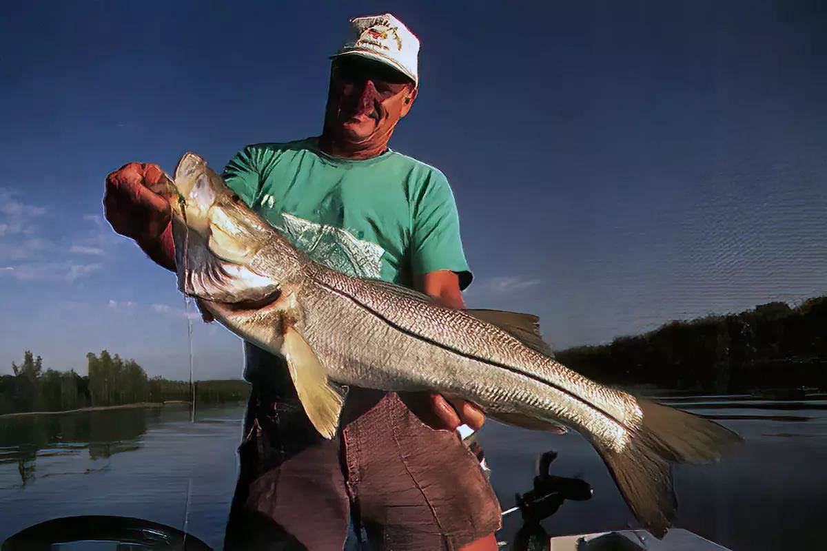 An angler holding up a large snook for the camera. 