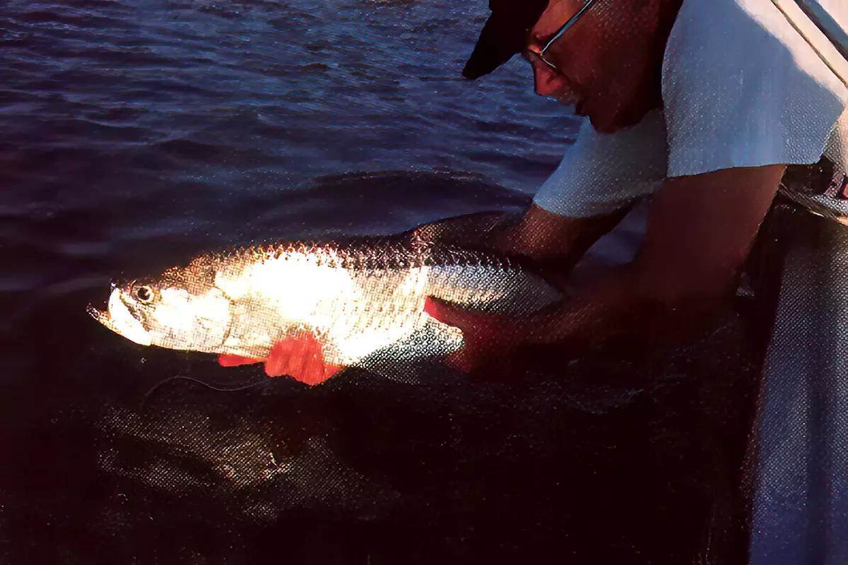 A man leaning over the gunwale of a boat releasing a tarpon.