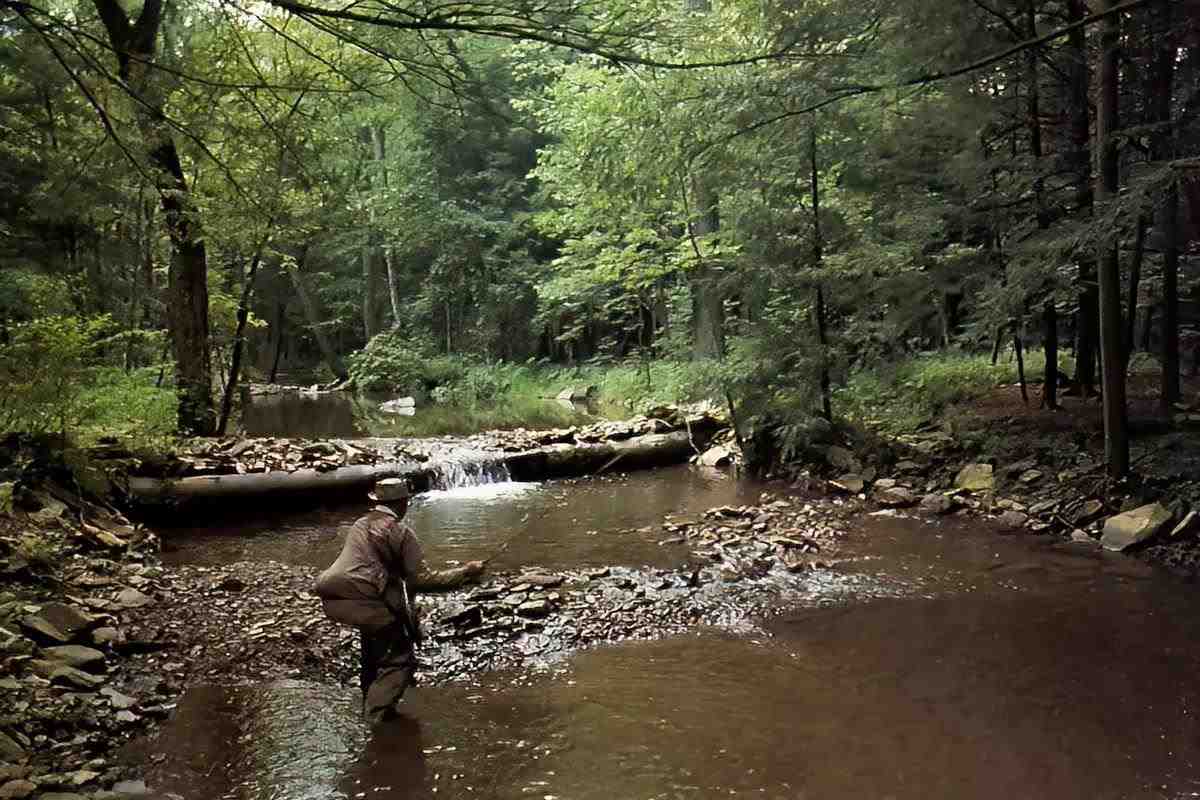 A fly angler in a tightly wooded stream wading upstream.