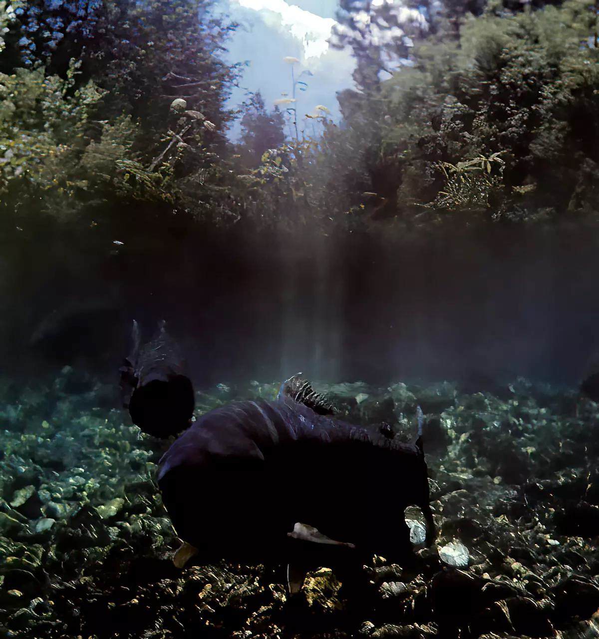 Two large trout underwater. 