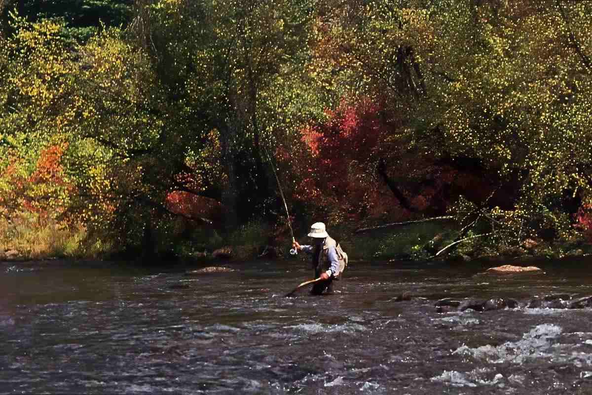 A fly angler on a swift river landing a fish; fall foliage in the background.