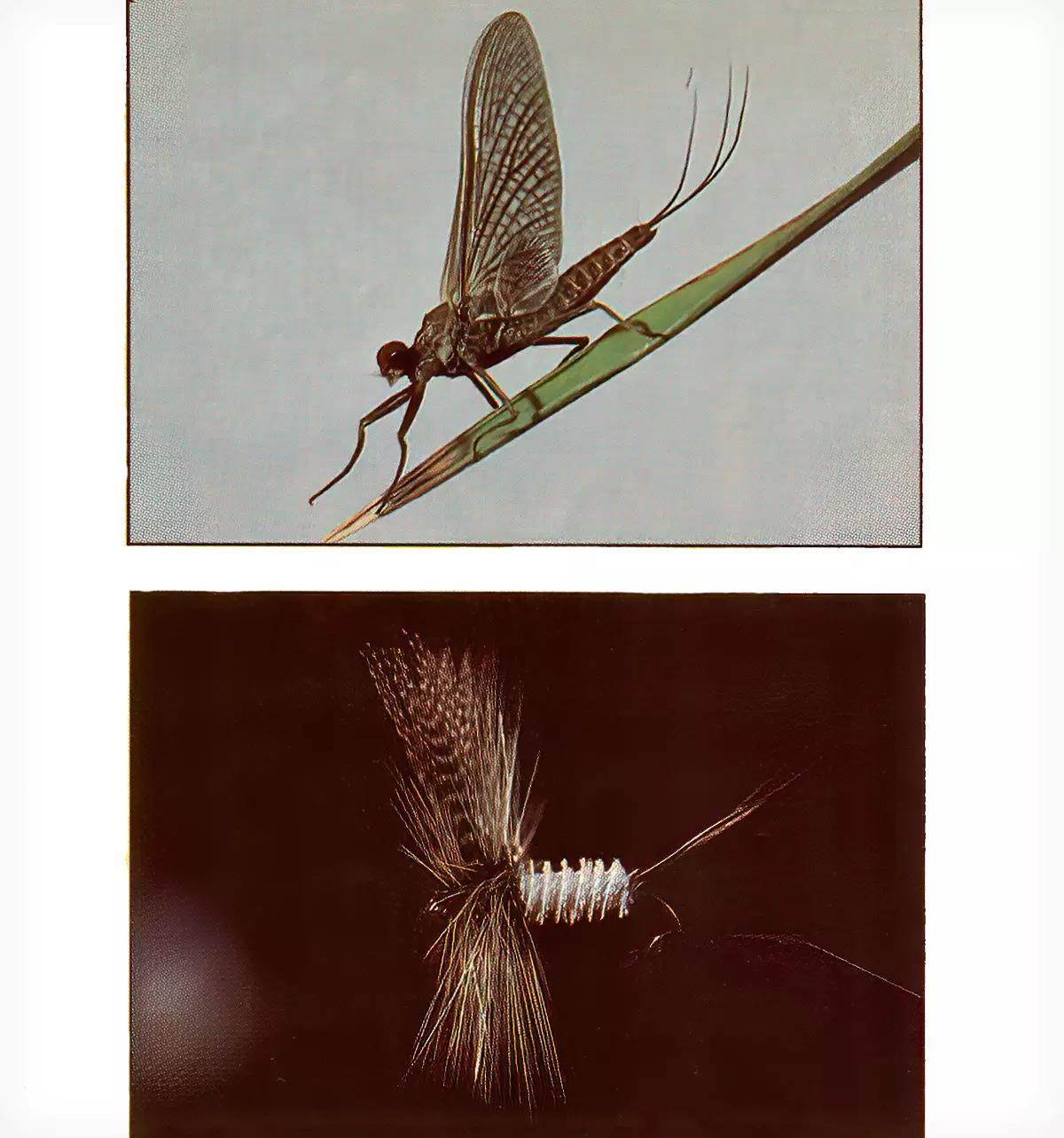 A photo of a mayfly on a green reed over a photo of a fishing dry fly in a fly-tying vise.