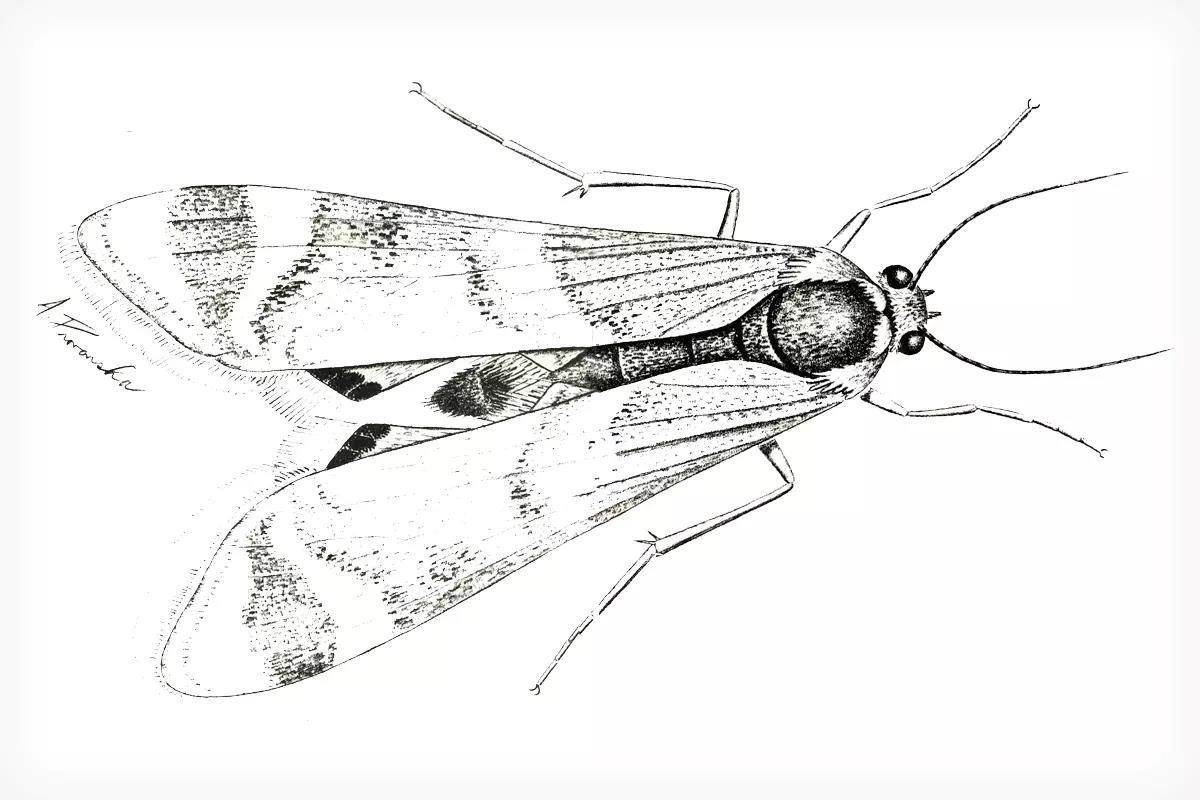 Fly Fisherman Throwback: The Water Moth–For Moonlight Fishin - Fly ...