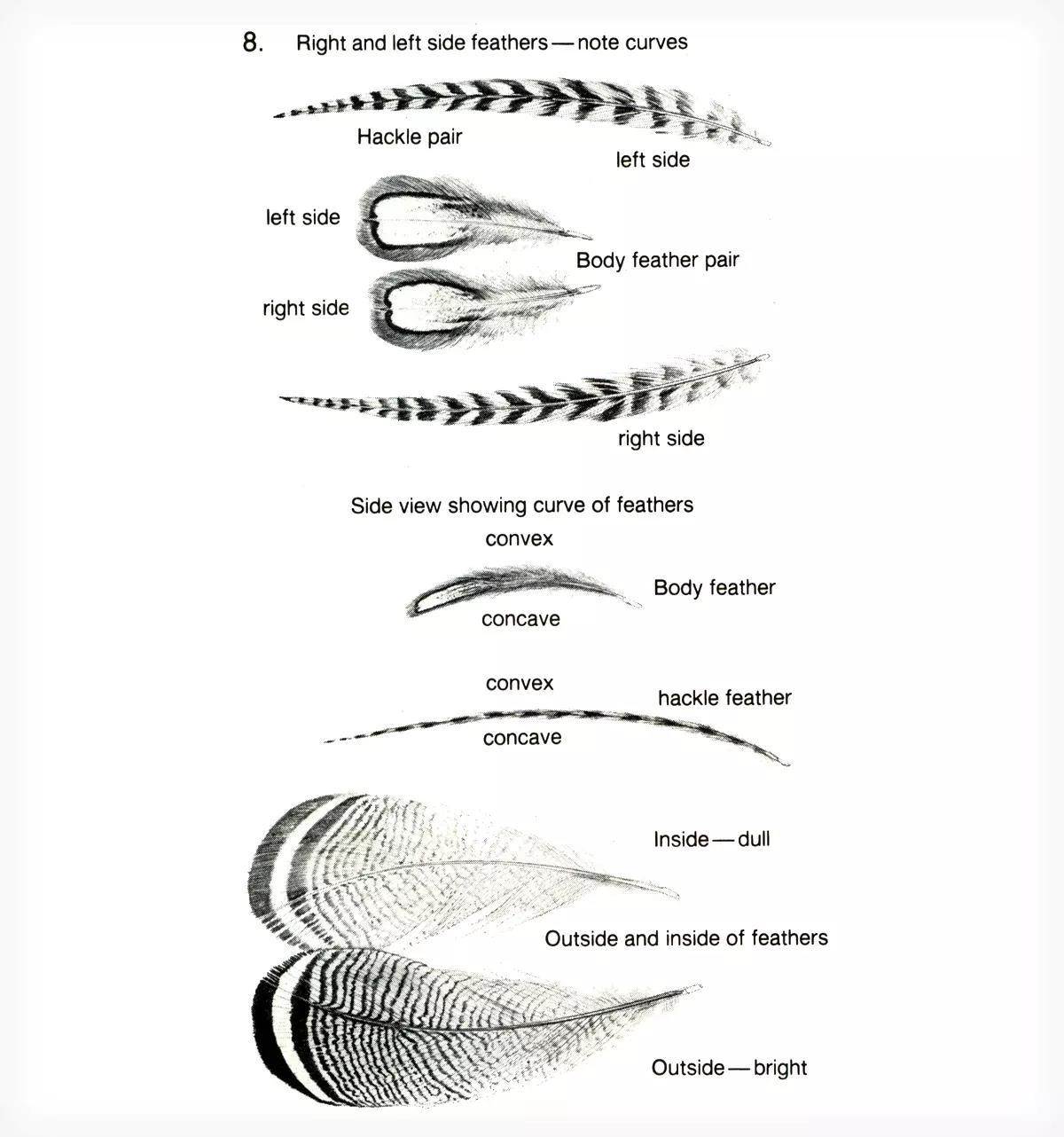 An illustration of a fly-tying tip.