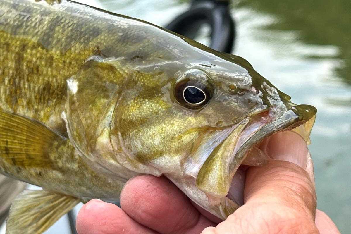 Quality Smallmouth and Kaleidoscopic Sunnies, Where Time Doe - Fly Fisherman