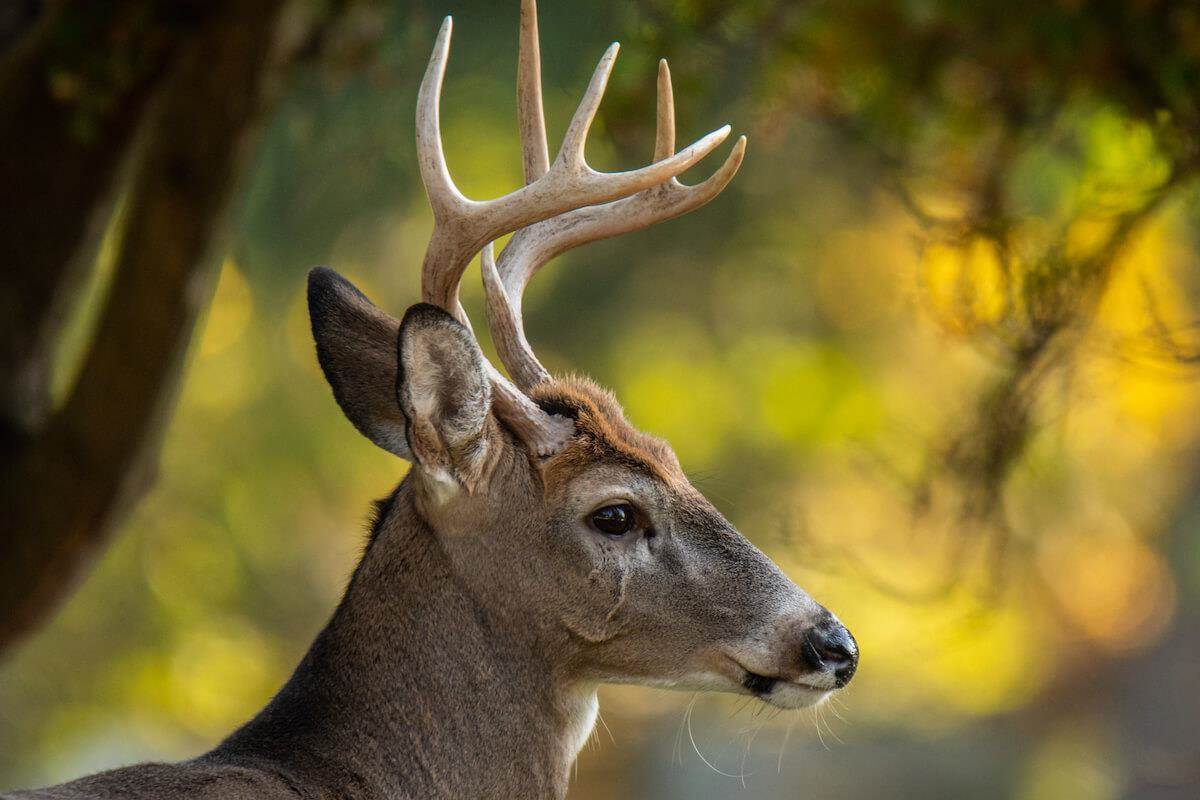 7 Steps to the Perfect 50-Acre Plot for Whitetails