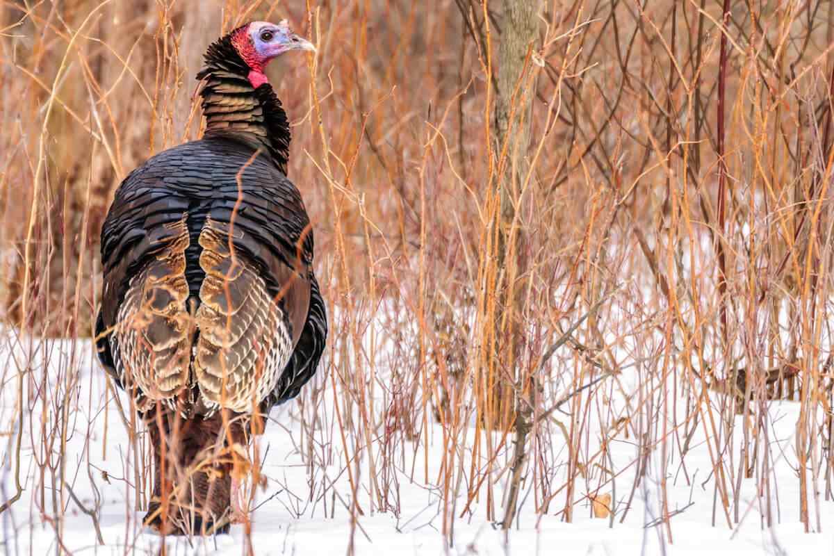 How to Boost Your Odds for Foul-Weather Turkeys