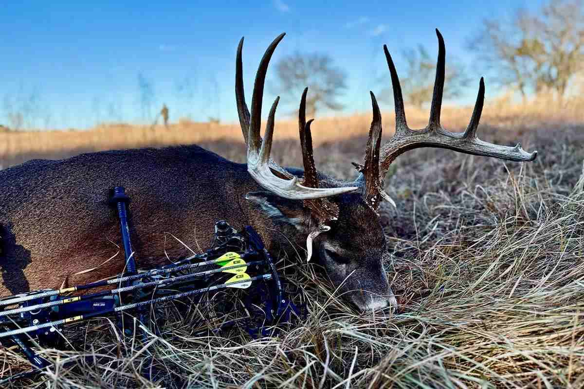 how long to dress a deer Field Dressing a Deer: Detailed Instructions