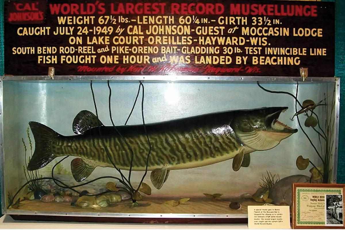 World Fishing Records That Almost Weren't - Game & Fish