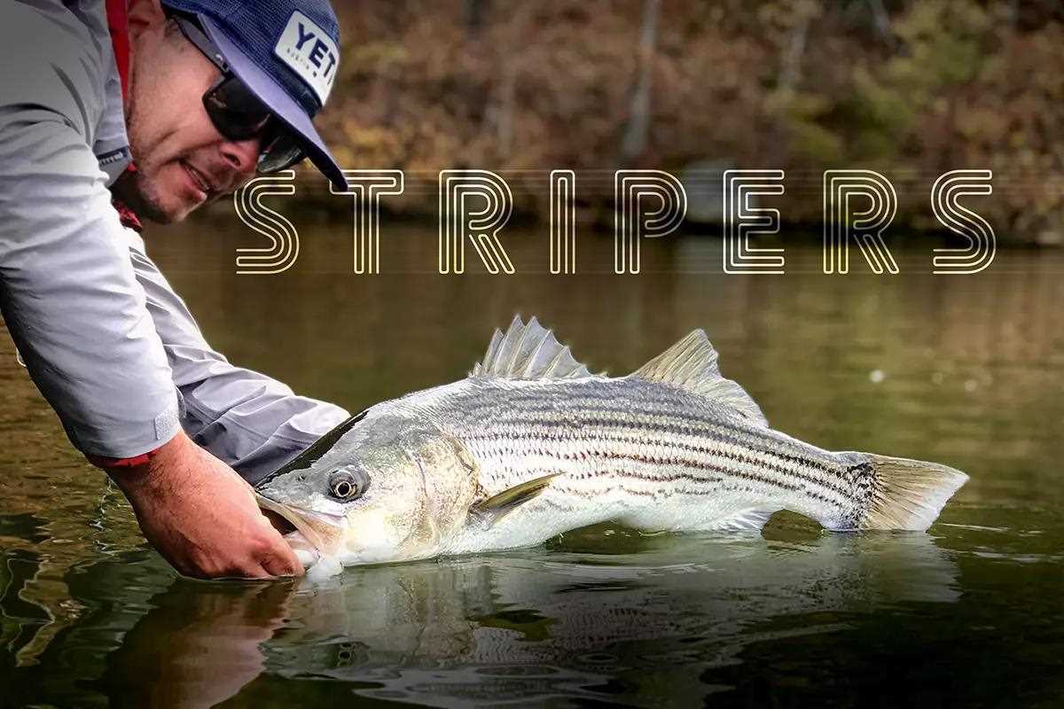 Blane Chocklett's Guide to Catching Landlocked Freshwater Stripers