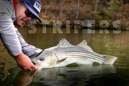 Pro Tips: How to Catch Freshwater Stripers in Spring - Orvis News