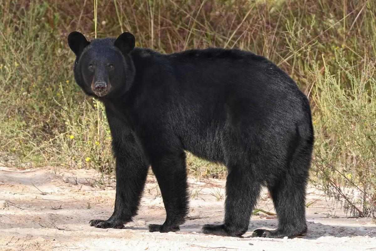Black Bear Hunting in Florida: Latest on Proposed New Season