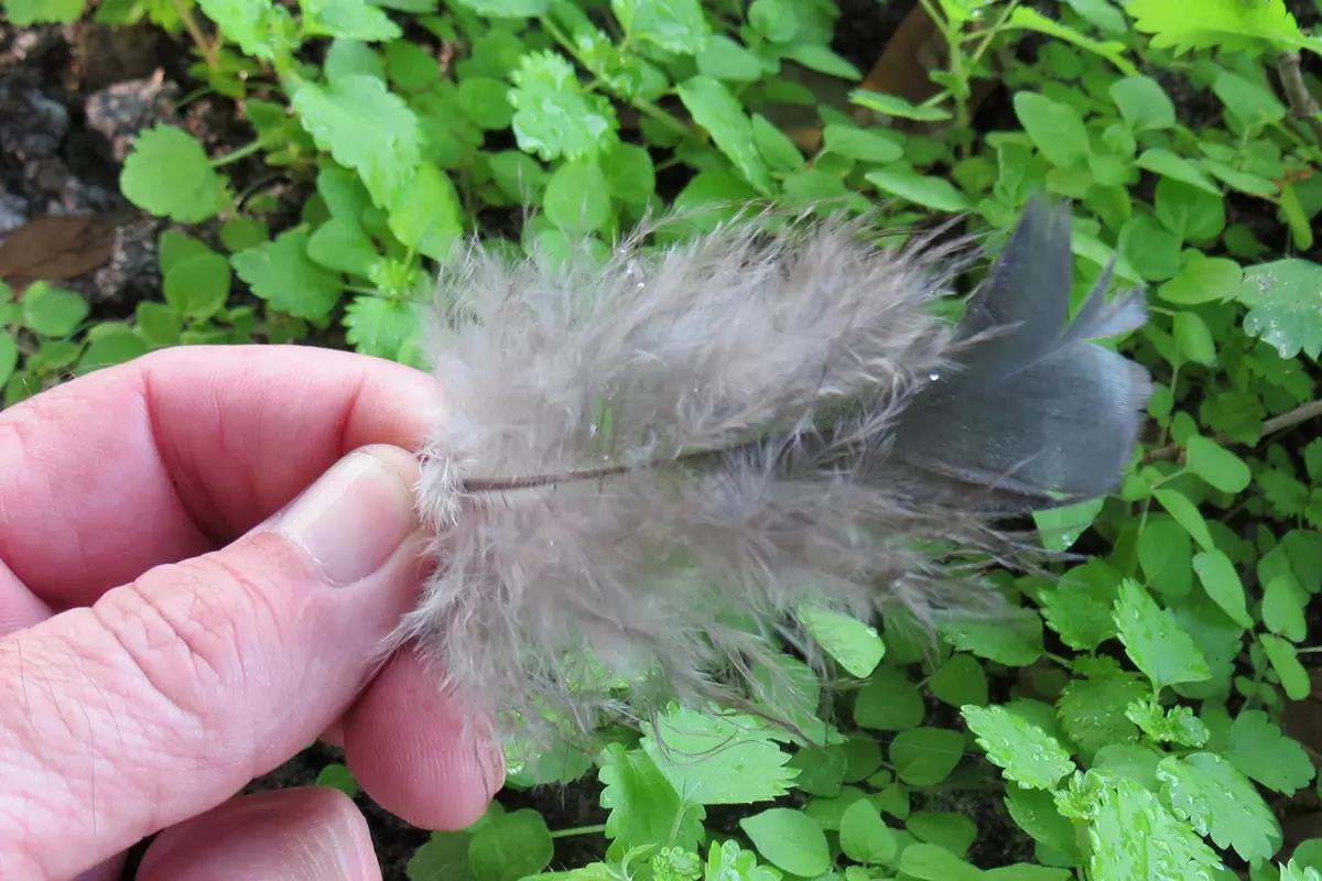 Turkey scouting signs you never want to ignore.