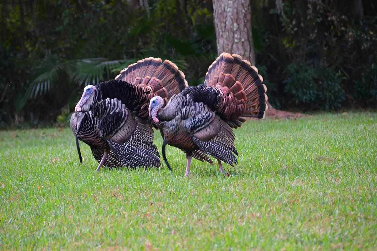 fsweb-turkey-carlisegelson48098348496_946d98d2e3_k