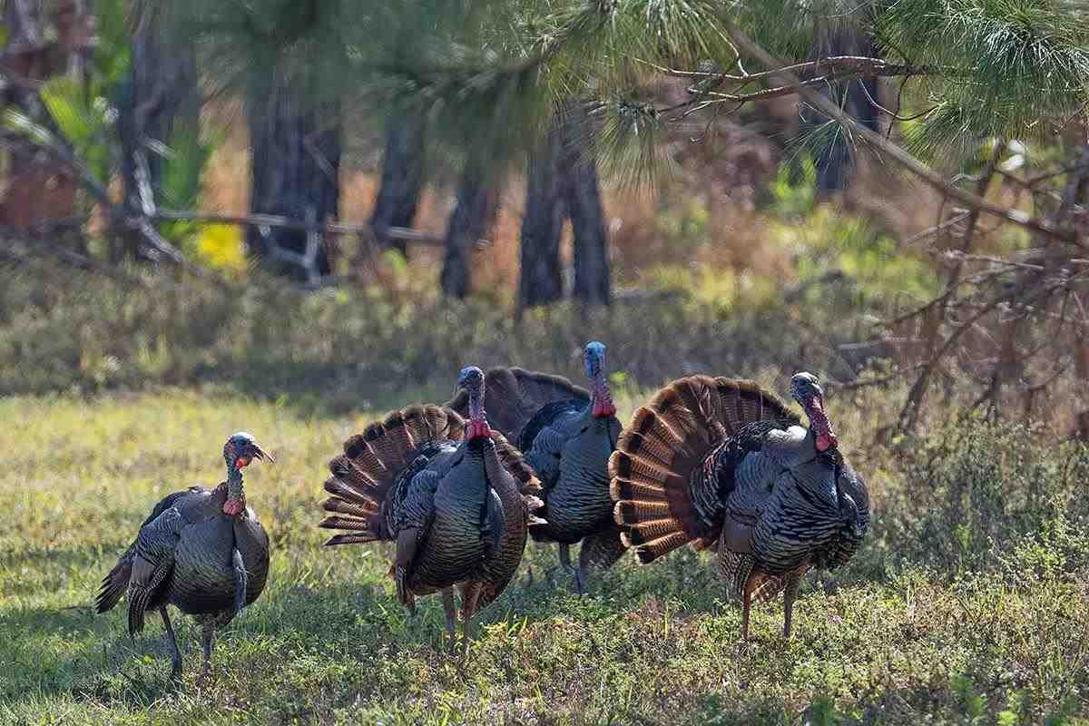 It's turkey season.