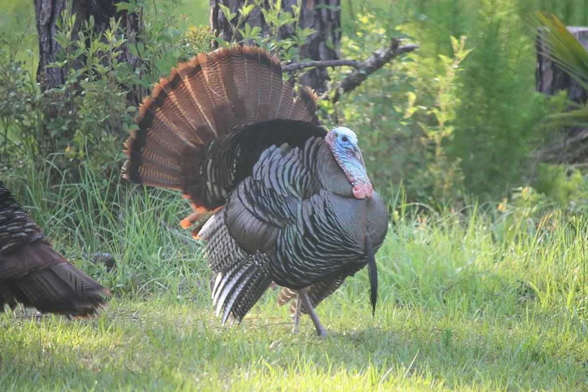 tom-turkey-strut-gobble