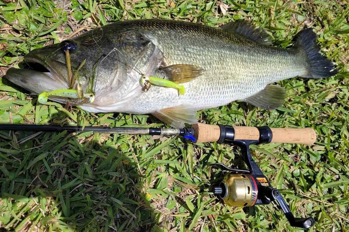 Fisher's Choice Crickets - Bass Fishing Florida