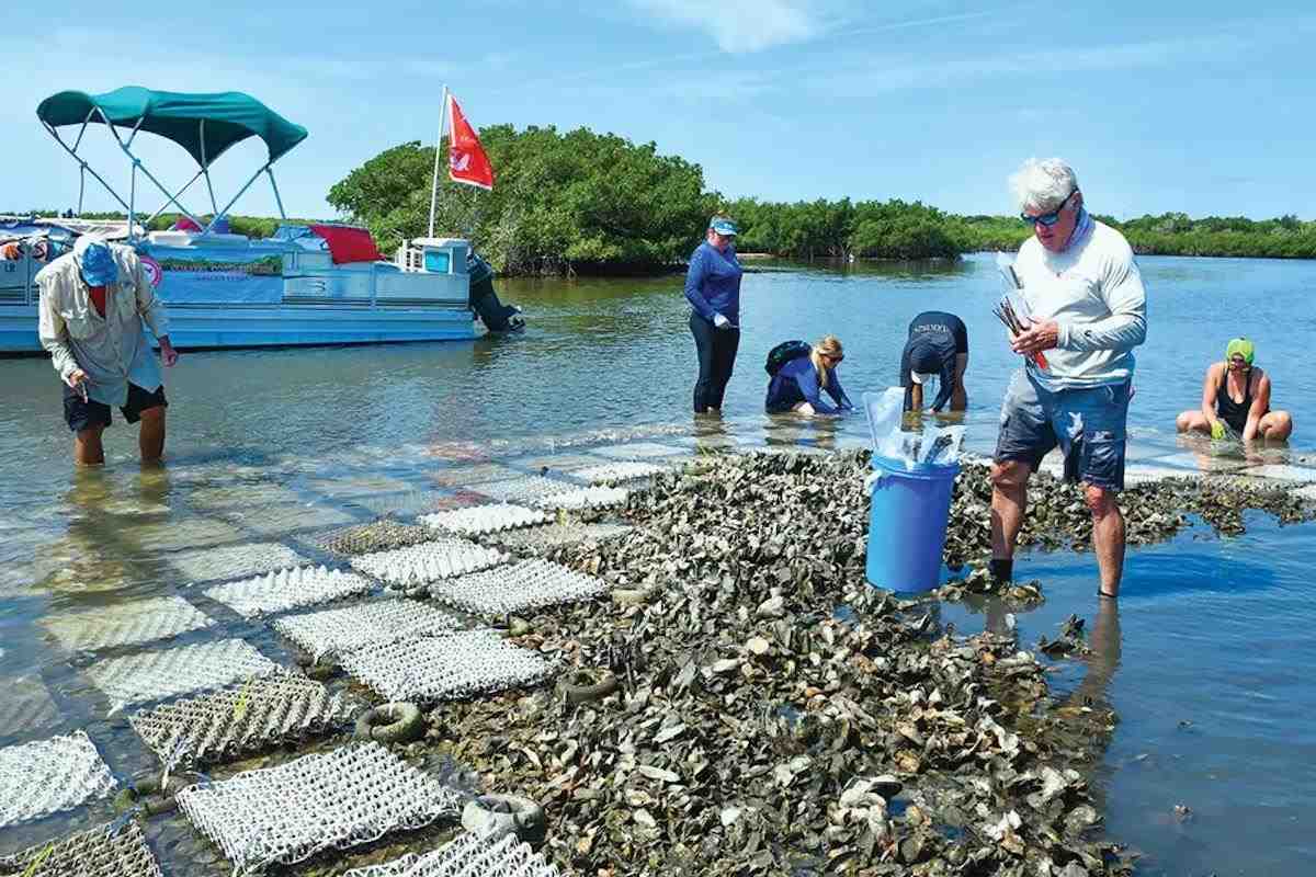 Oyster reef and living shoreline sampling sites in Mosquito Lagoon