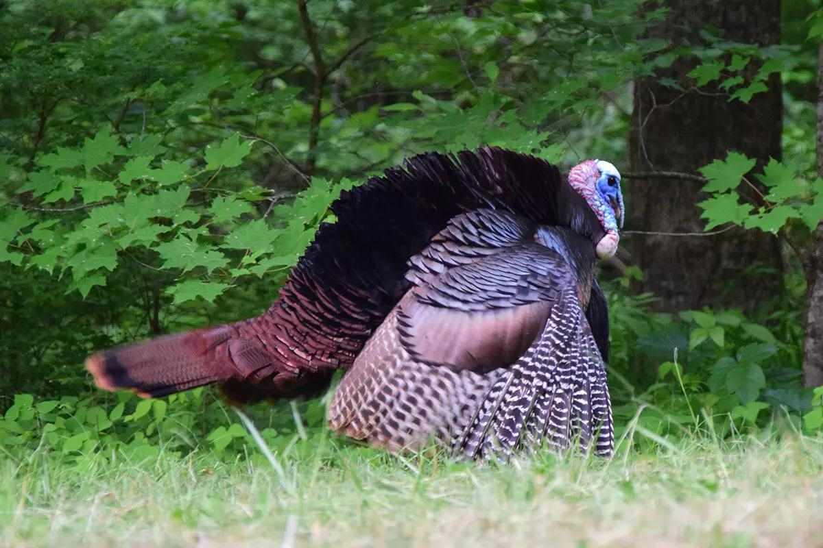 Osceola turkey.