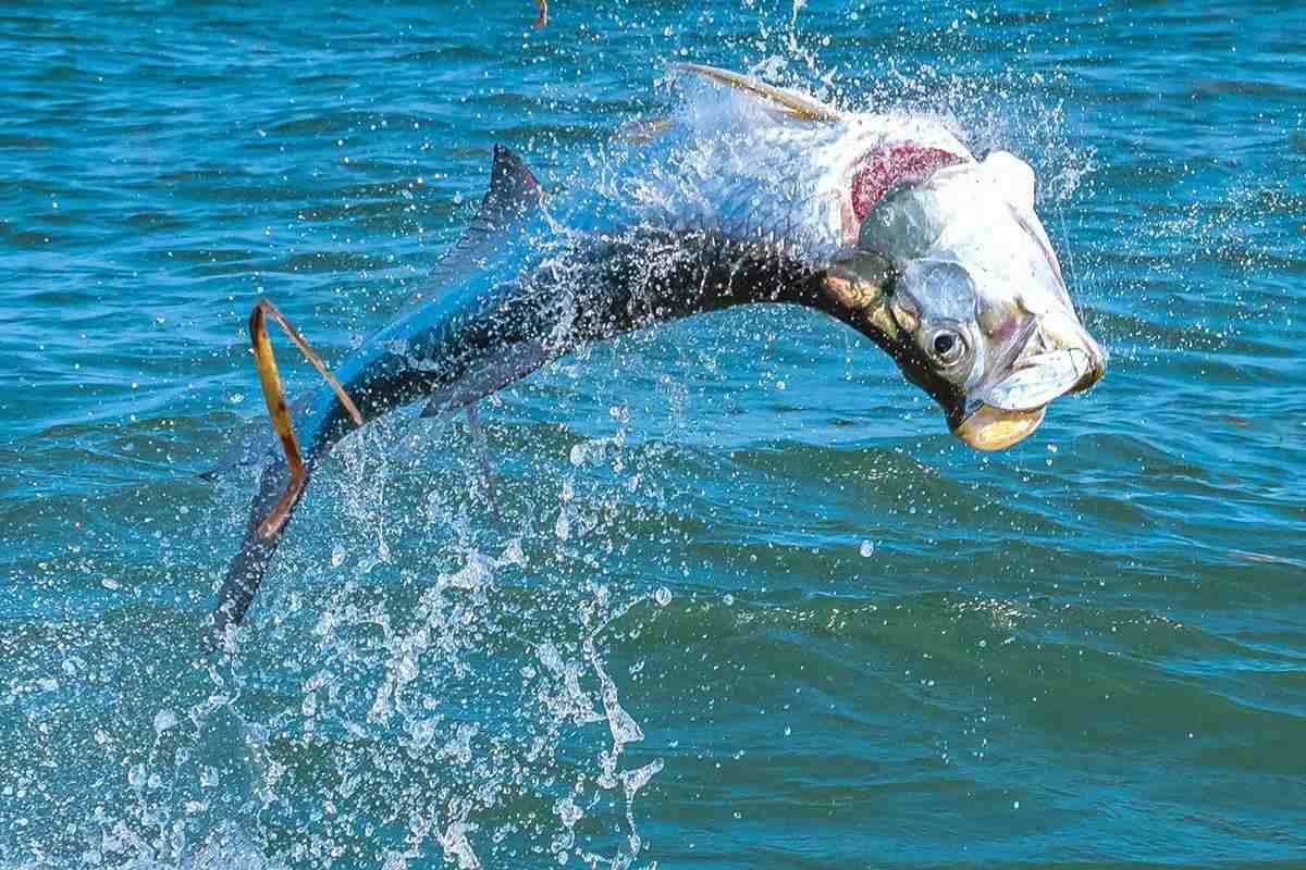 Any Tackle, Any Season: Tarpon Fishing at Islamorada