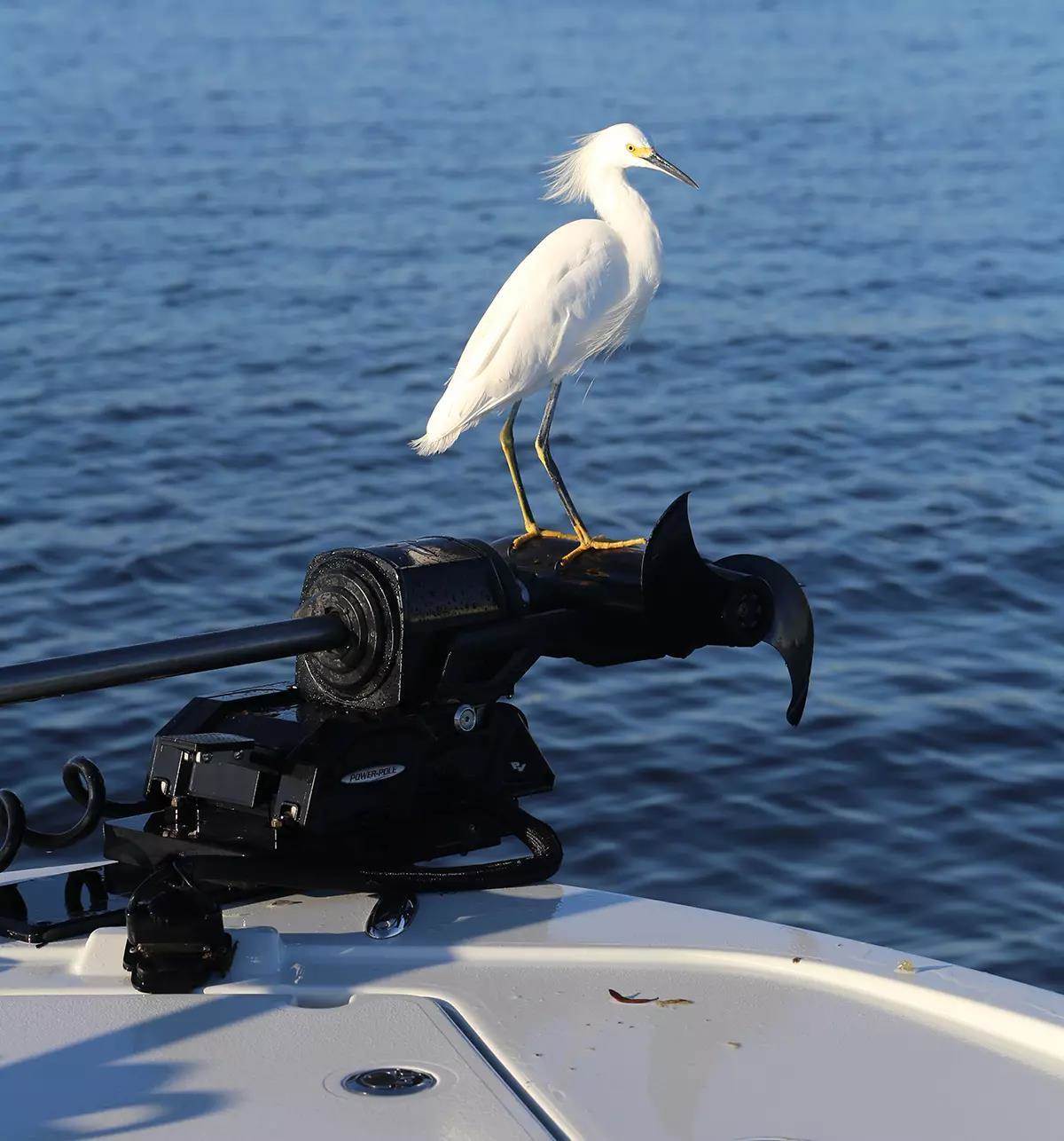 white bird standing on bow of boat