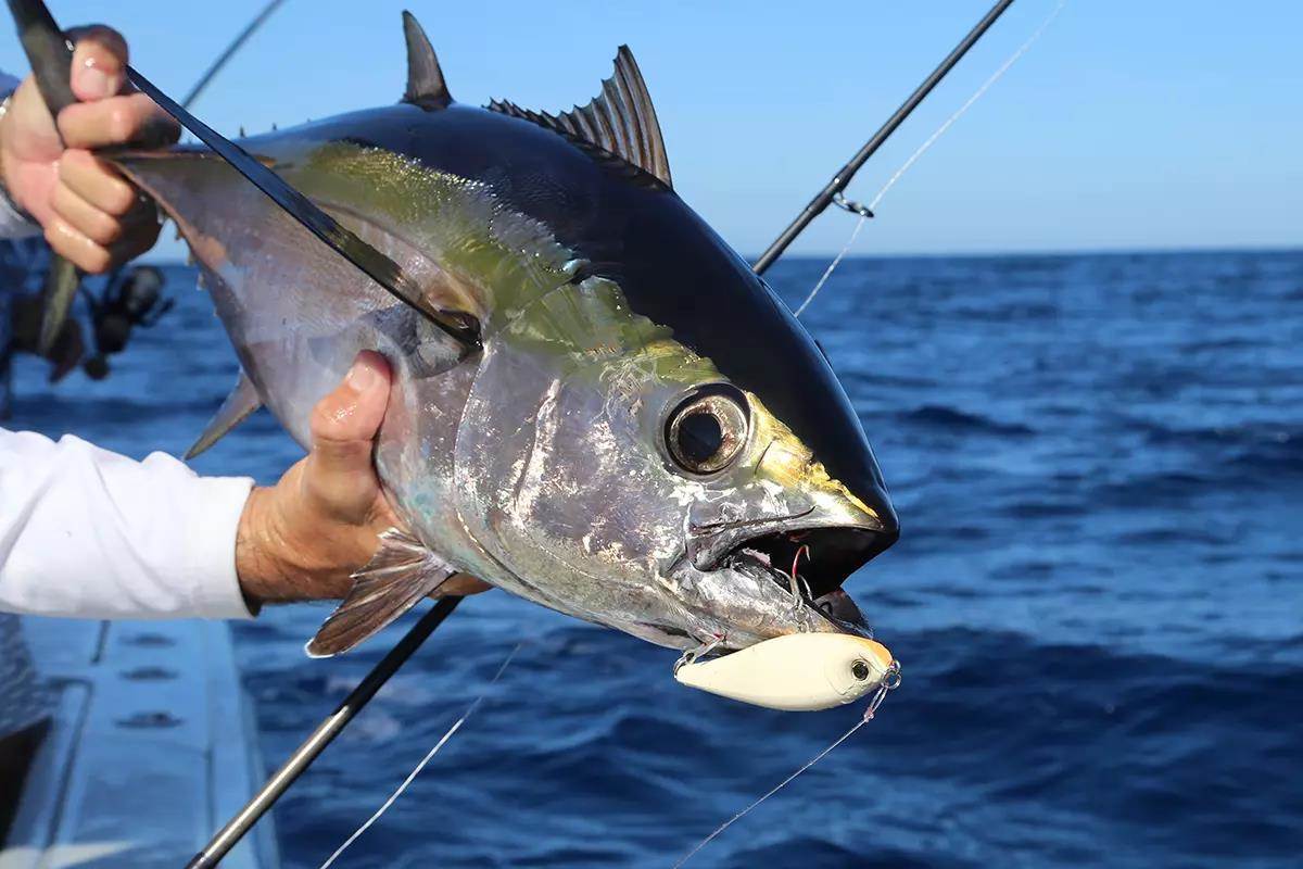 blackfin tuna displayed by angler