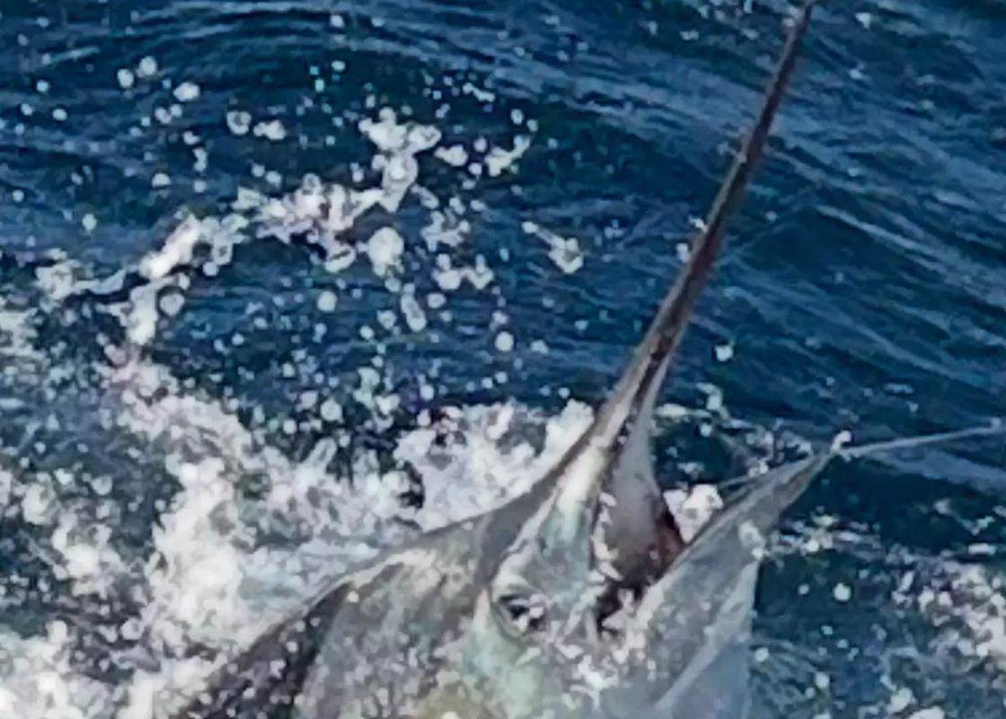 sailfish thrashes head above surface