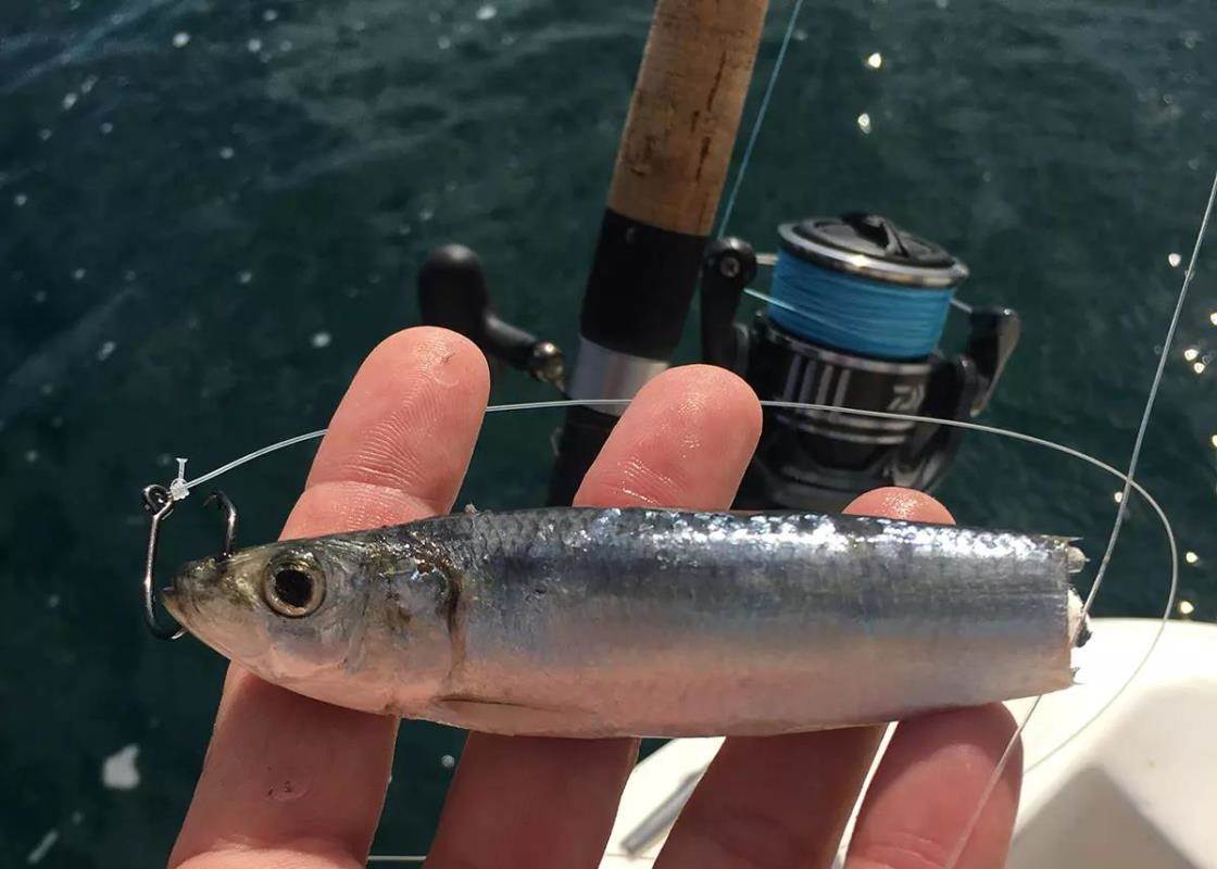 Best Gear and Rigs for Florida Red Snapper - Florida Sportsman