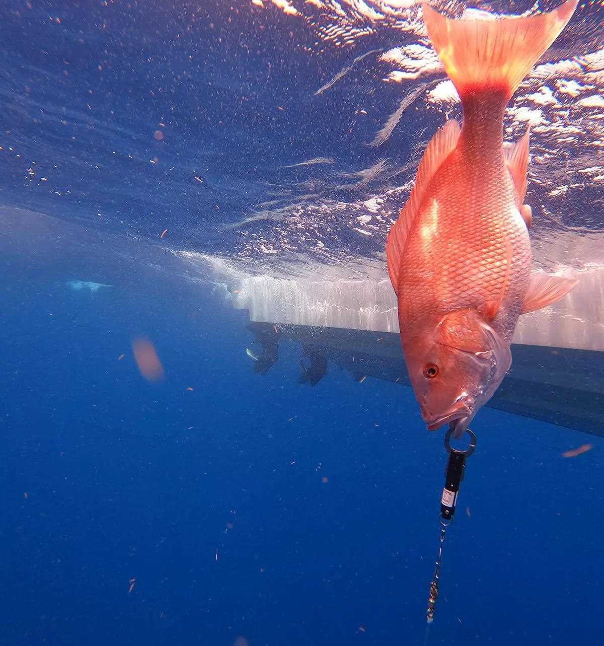 best deep sea fishing rod and reels for red snapper Best Gear and Rigs for Florida Red Snapper