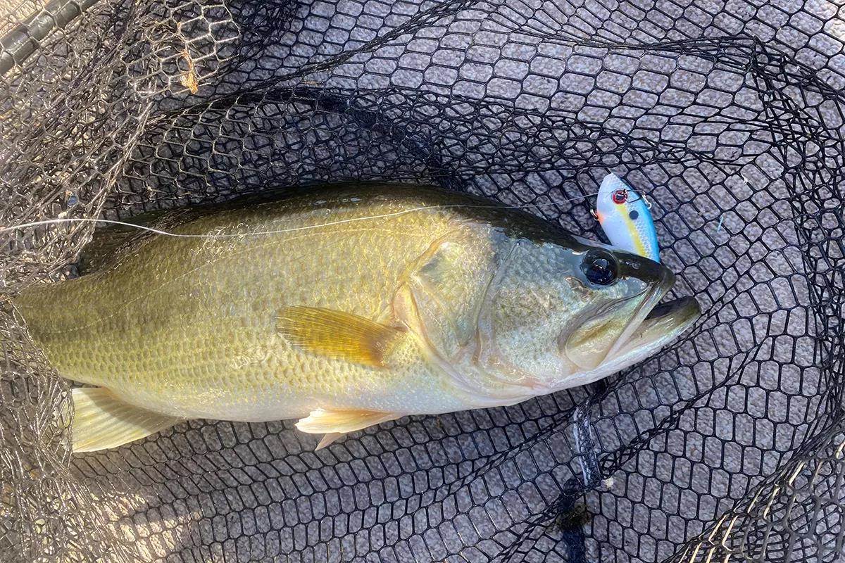 big net fishing bass ZJKXJH Telescoping Fish Landing Long Handle, 26 23 20 16 13 10 7 ft Lightweight Carbon Fiber Pole Adjustable Length, Portable Men Women Gear Equipment(2.1 m/6.9 ft) : Sports & Outdoors High quality thermal plastic Bassin' When It Sizzles -