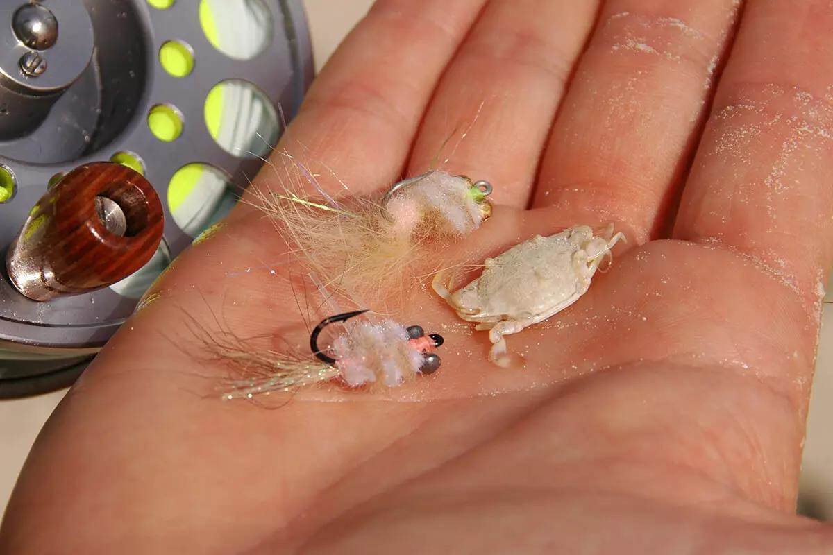 Live Crabs the Summer Code for Florida Fish - Florida Sportsman