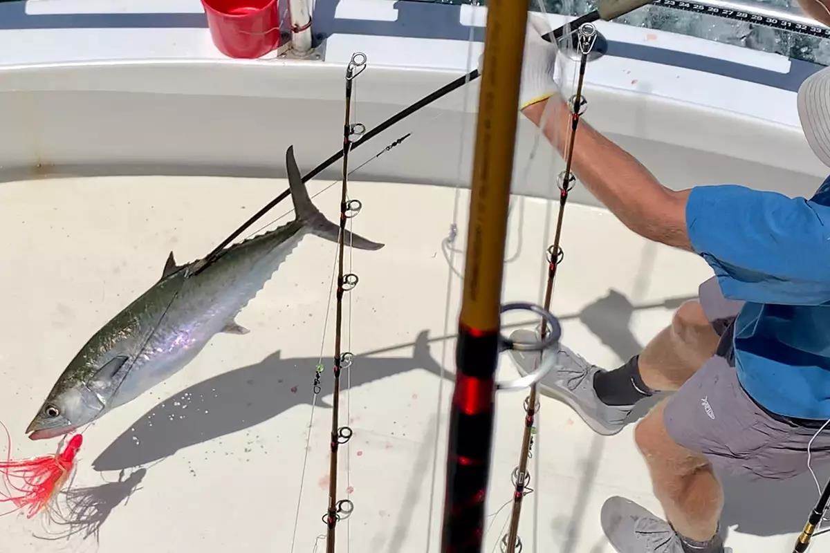 man in blue shirt swings king mackerel over side of boat and onto deck