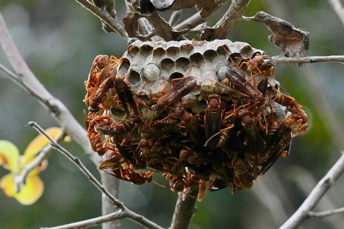 10 Venomous Critters of the Florida Woods - Florida Sportsman