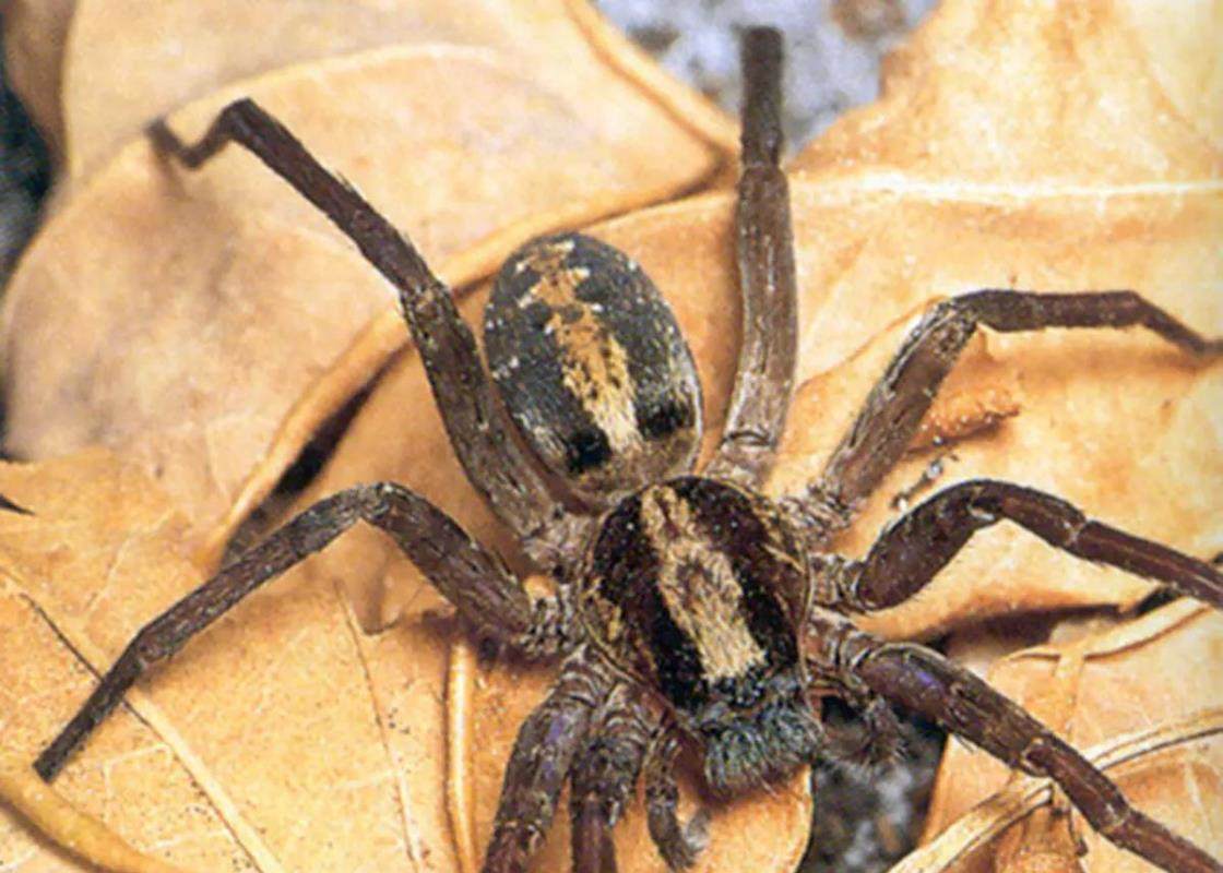 10 Venomous Critters of the Florida Woods - Florida Sportsman