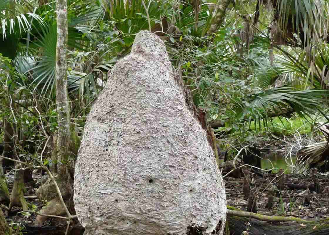 10 Venomous Critters of the Florida Woods - Florida Sportsman