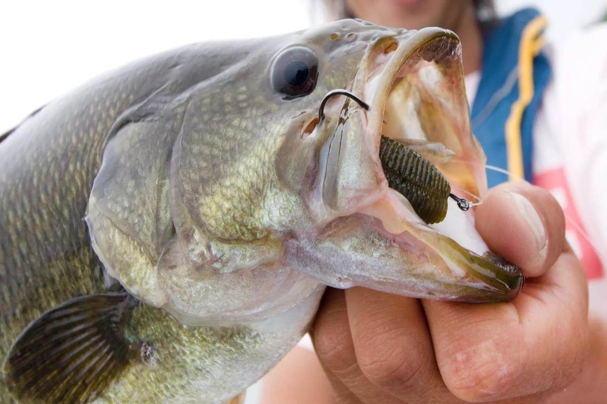 Why Are Pink-Tagged Bass Swimming in 5 Florida Waters?