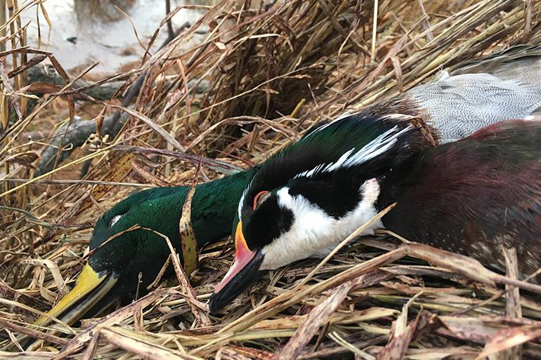 Late-season waterfowl hunting for mallards and wood ducks