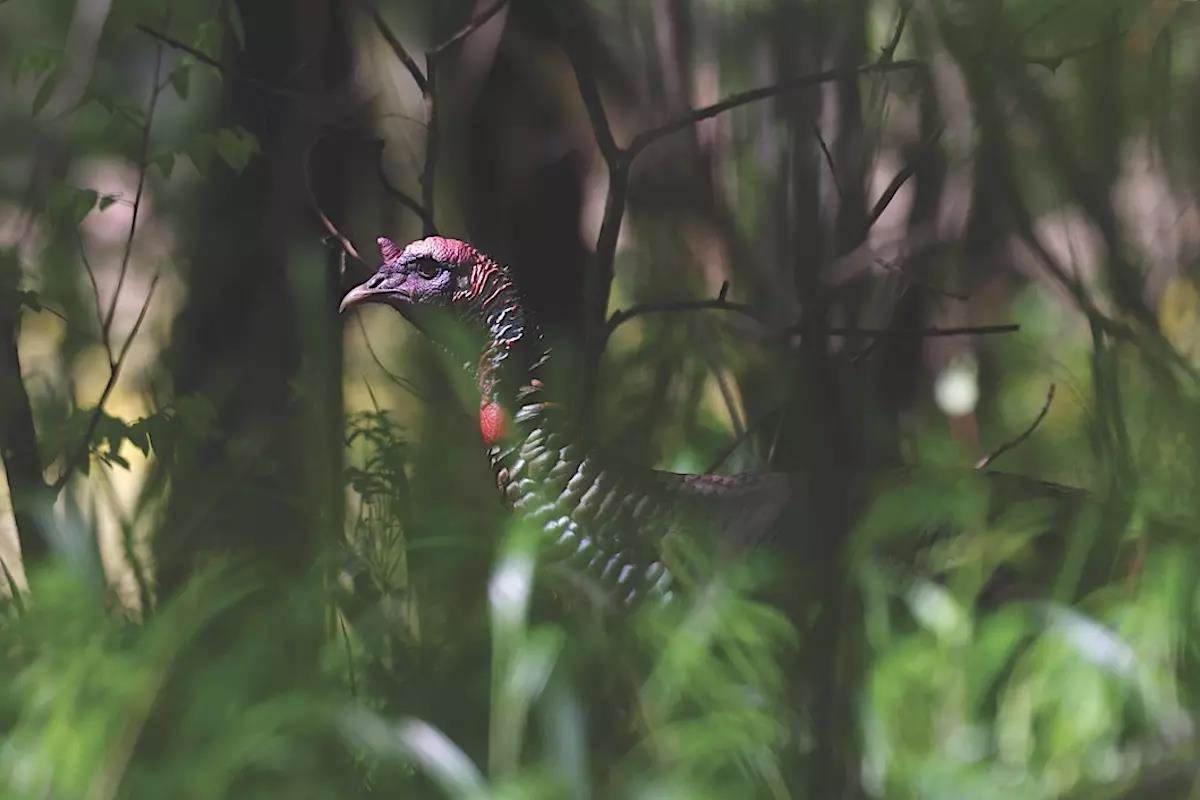 Turkey Lessons Learned from Notoriously Challenging Gobblers