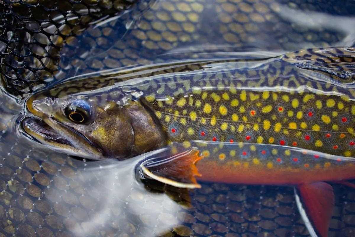Catching Native Brookies Comes Down to How You Stalk Them - Game