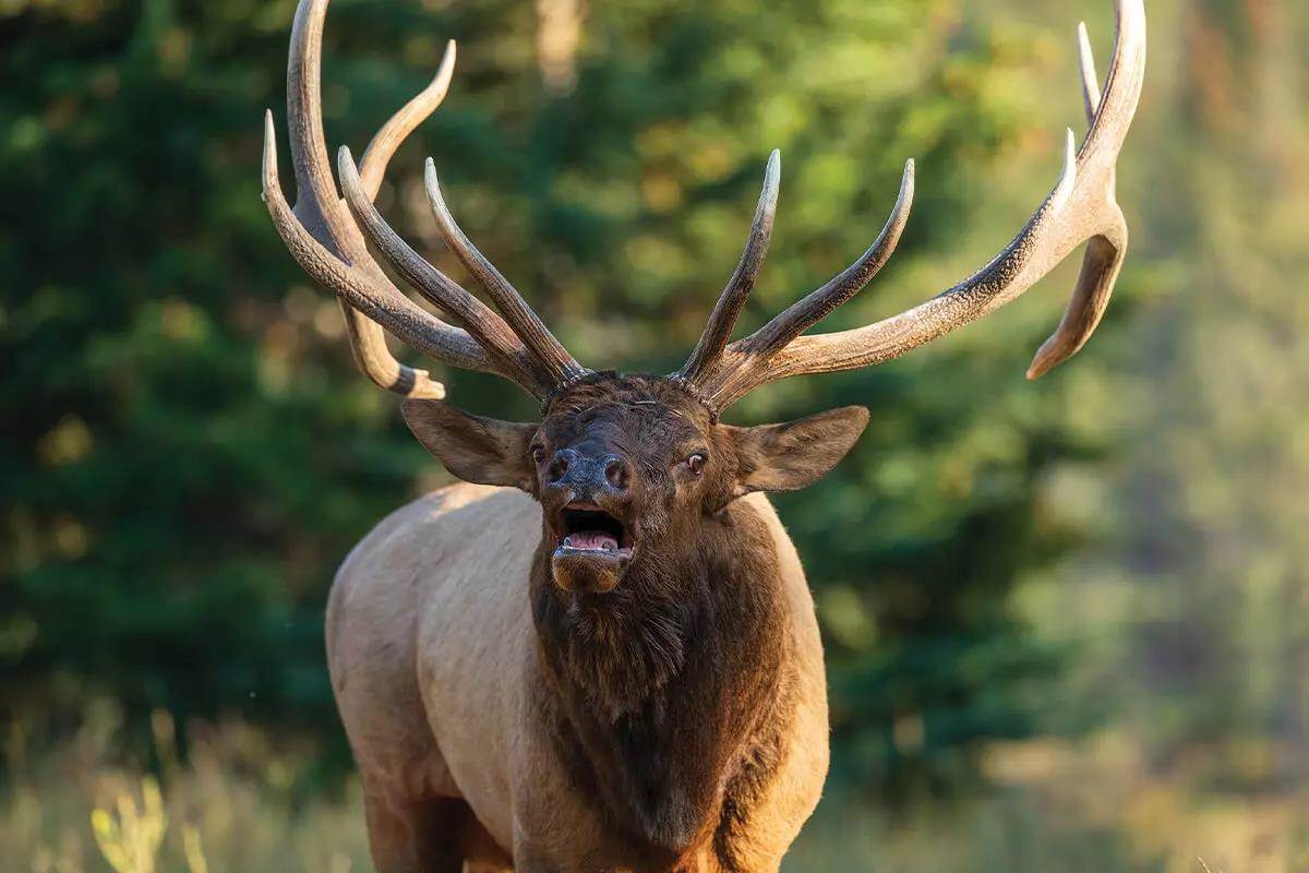 Elk Hunting: A State of Mind (& Body) - Backcountry Hunters and Anglers