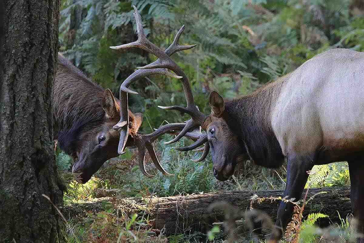Elk Education: Don't Be Afraid to Fail When Bowhunting Bulls