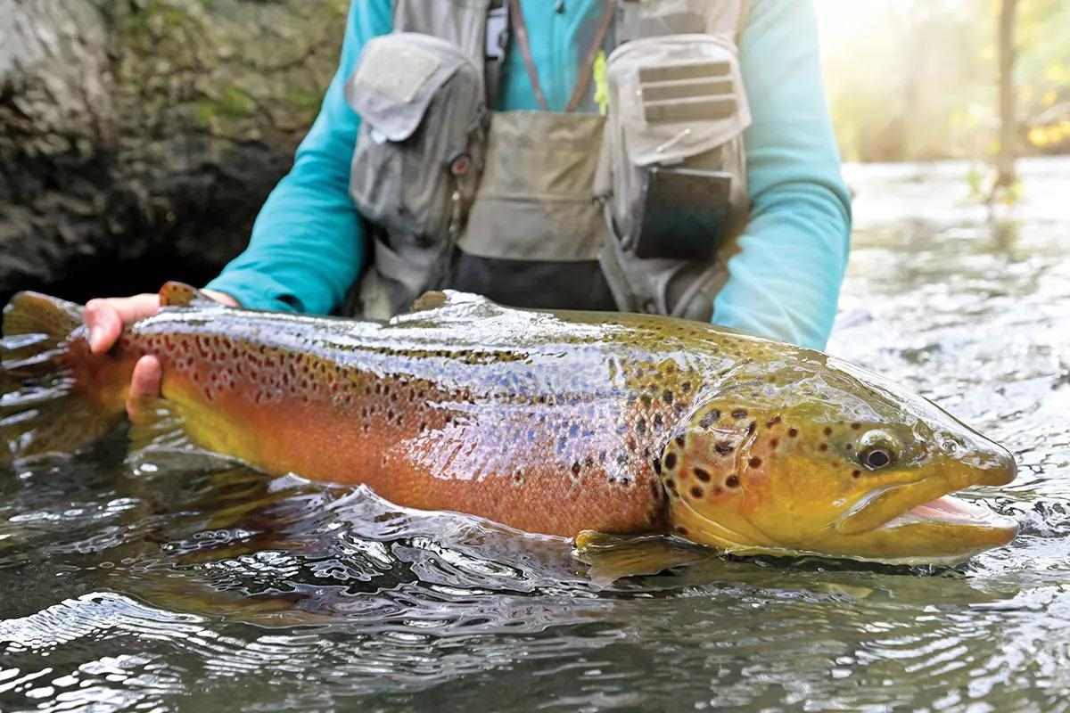Best Bets to Catch a Record Fish for 12 Freshwater Species - Game