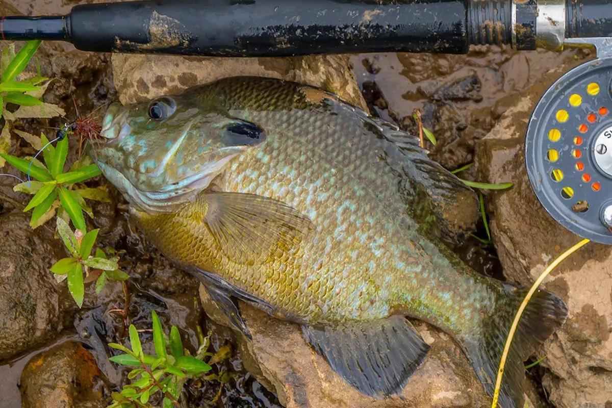 Buggy-Whip Bluegills: Fantastically Fun Intro to Fly Fishing