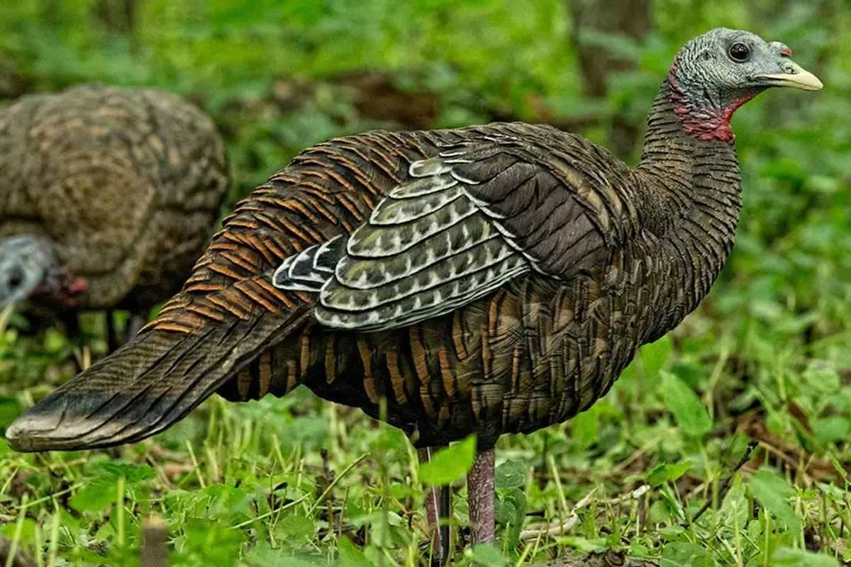 10 Decoy Options for Spring Turkey Hunting