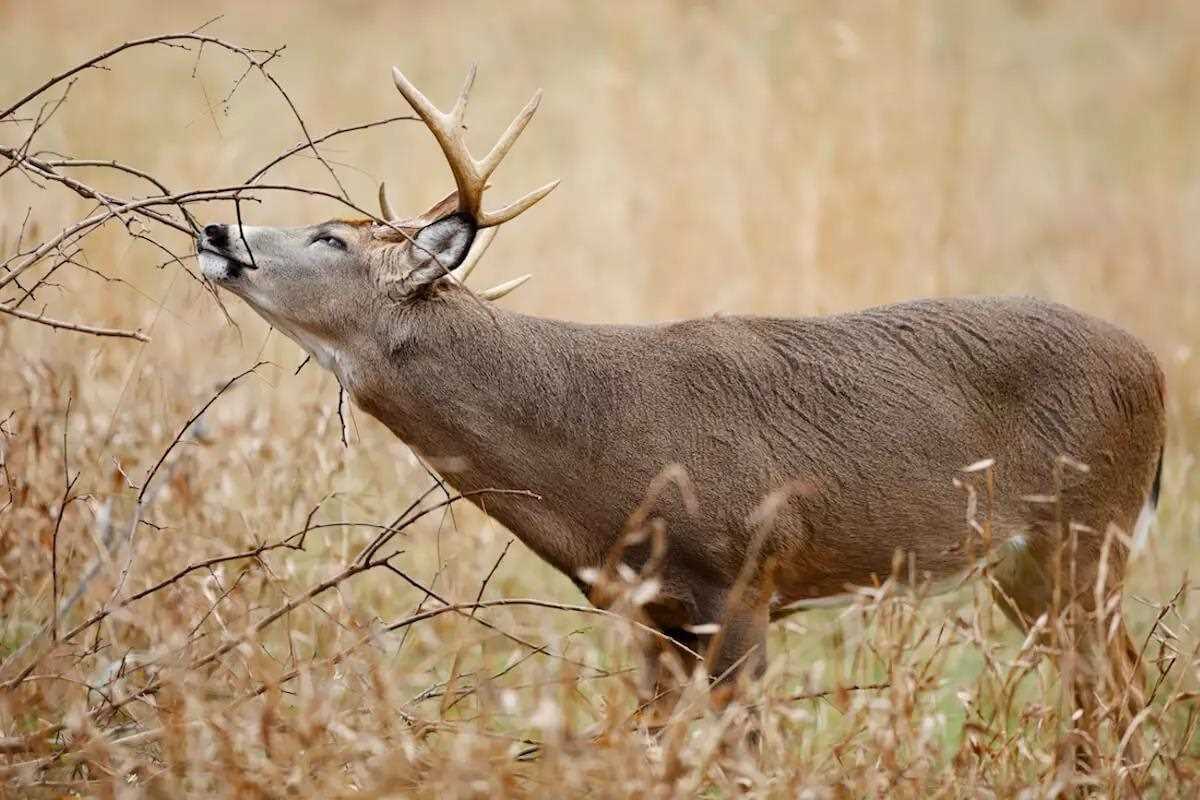 Regional Rut Update: Pre-Rut Activity on the Increase in Whi - Game & Fish