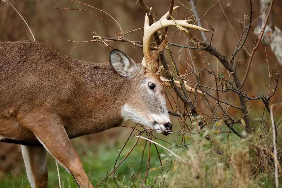 Regional Rut Update: Pre-Rut Activity on the Increase in Whitetail Country