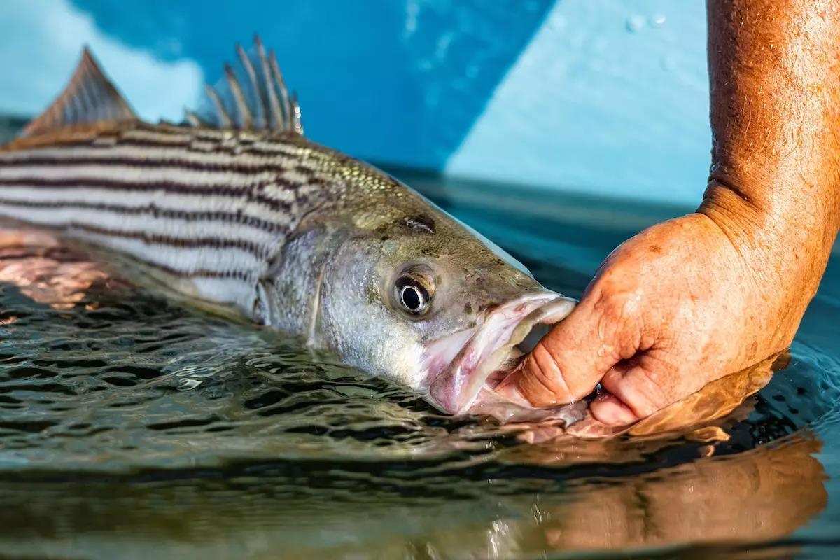 Striped Bass Bonanza: How to Target Holdover Stripers