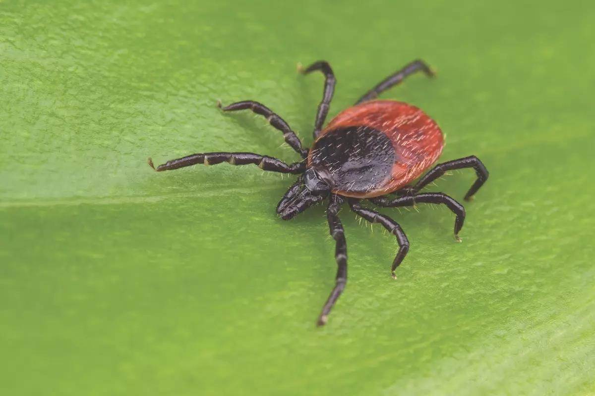 How to Avoid Ticks and Tick-Borne Diseases While in the Woods